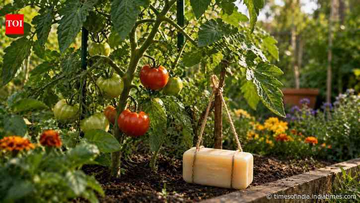 Why some gardeners place bars of soap near tomato plants, and whether this unusual trick really keeps pests away