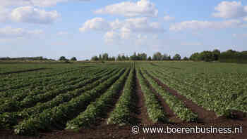 Droogte hakt in op Britse aardappelgewassen