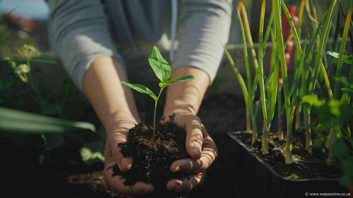 Gardeners' World shares 6 vegetables to plant now for stunning autumn harvest