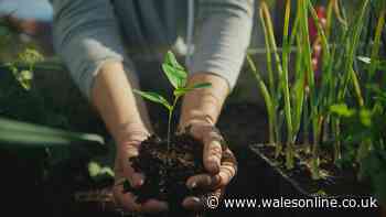 Gardeners' World shares 6 vegetables to plant now for stunning autumn harvest