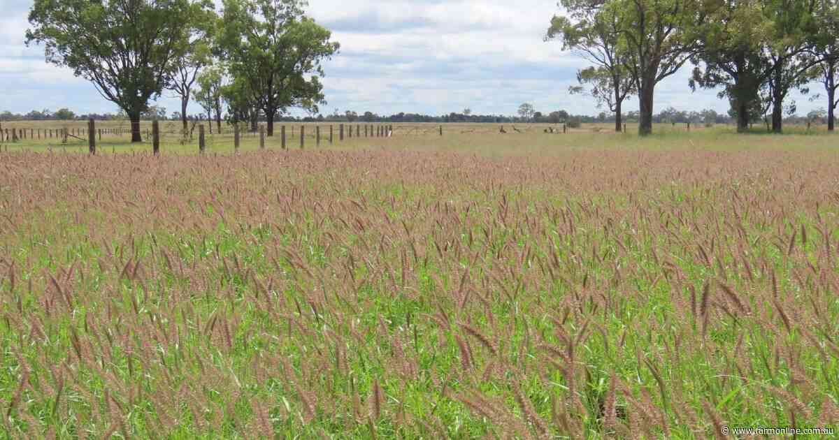 Highly productive 1802 acre Western Downs cattle property sold at auction