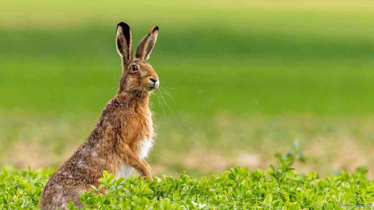 Schäden durch invasive Arten: Warum sie den Globalen Süden viel härter treffen