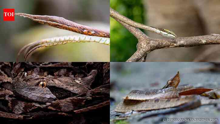 Snakes that look like dry leaves and twigs: Nature's most convincing disguise artists
