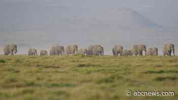15 elephants died of cyanide poisoning after eating tomatoes from nearby farms: Kenya