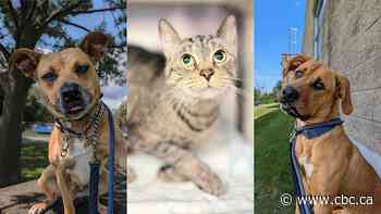 Despite trending social media post, high capacity 'the norm' at Hamilton Animal Services