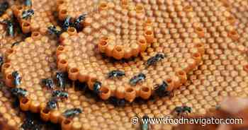 Stingless bee honey: Building a new functional food category
