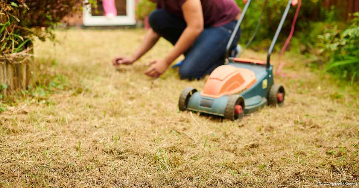 ’s Zomers een uitgedroogd gazon? ‘Sproeien helpt weinig, gras wordt alleen iets minder bruin’
