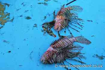 Hundreds of invasive species are flooding the Mediterranean – and they are traveling north