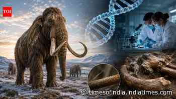 Why the last woolly mammoths survived 6,000 years after the Ice Age