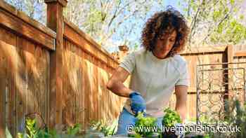 Make your small garden look bigger and 'brighter' with £15 item