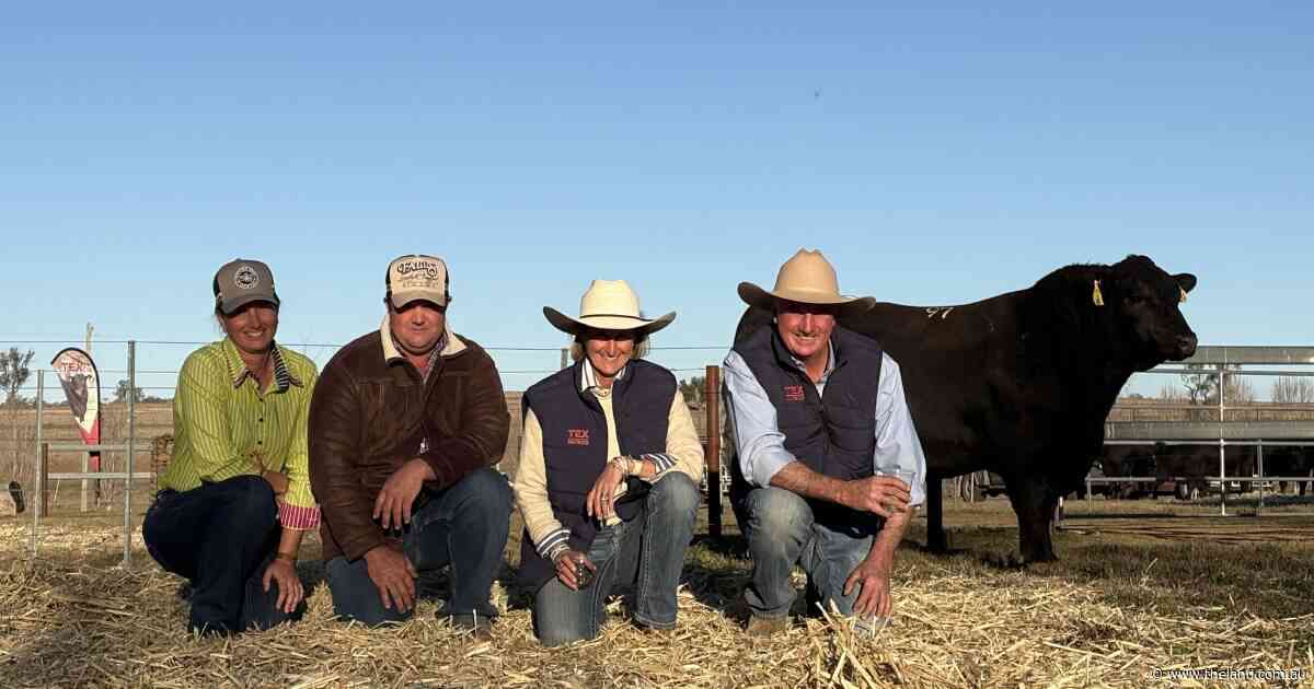Texas Angus clears 300-plus bulls in milestone 90th year
