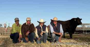 Texas Angus clears 300-plus bulls in milestone 90th year