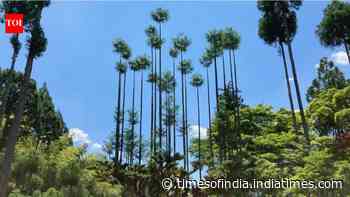 Japan's 600-year-old Daisugi forestry method lets a single tree produce timber for centuries