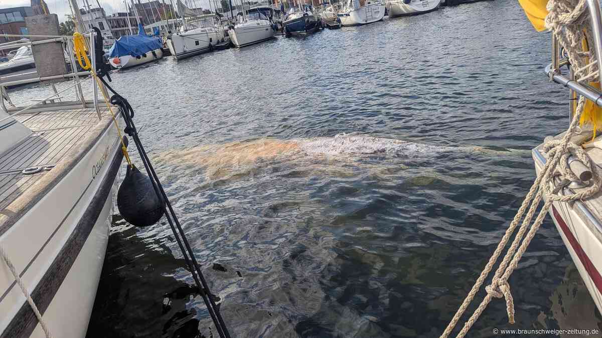 Buckelwal „Hartwin“ in der Ostsee: Jetzt schwimmt er schon am Uferrand