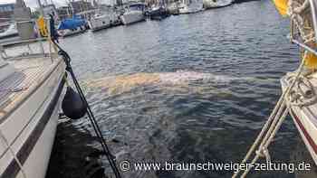 Buckelwal „Hartwin“ in der Ostsee: Jetzt schwimmt er schon am Uferrand