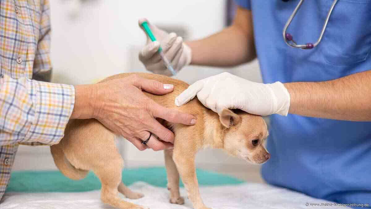 Tödliche Hunde-Krankheit auf dem Vormarsch – das müssen Tierhalter jetzt wissen