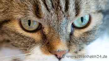 Katze springt aus sechstem Stock – und bleibt dann hinter Auspuff stecken