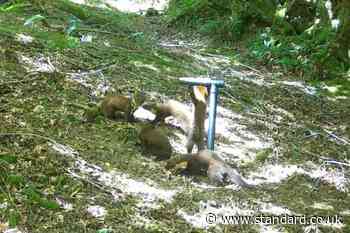 First pine marten kits spotted in Exmoor in success for reintroduction scheme