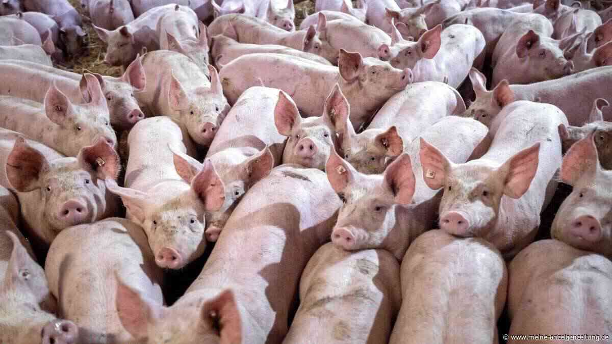 Großer Schweinezüchter mit mehreren Standorten insolvent – drastischer Appell: „Kaum noch eine Zukunft“