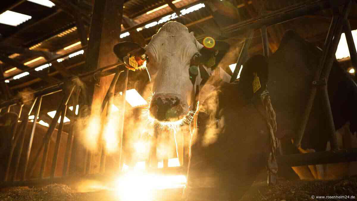 Aiblinger Landwirt vor Gericht: So fällt das Urteil im Drama um die getöteten Rinder aus