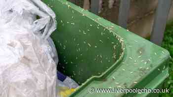 Binman urges all households to make vital change to stop maggots getting into bins