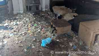 Inside filthy home where dogs were kept in 'dreadful conditions'