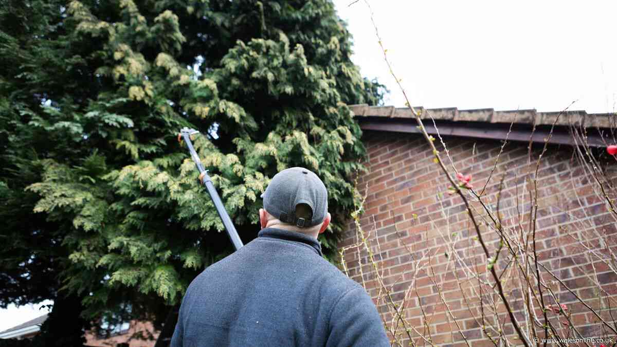 What are your legal rights if neighbour's tree or hedge is blocking the sunlight