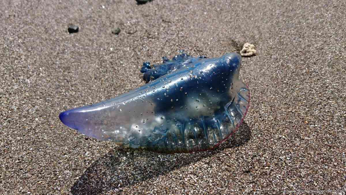 Giftige Meerestiere an der Atlantikküste – Frankreich sperrt mehrere Strände