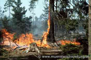 Hitze und Trockenheit: So können Waldbrände vermieden werden