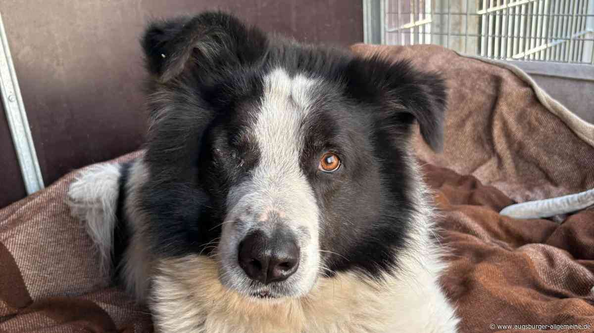 Unerwartetes Happy End für Buddy: Suchaktion im Internet bringt Hund zum wahren Besitzer zurück