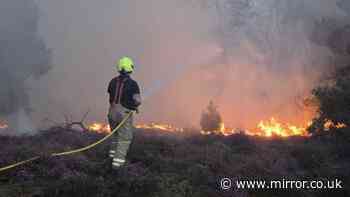 Suffolk wildfire live: Hundreds evacuated at Dunwich Heath in 'major incident'