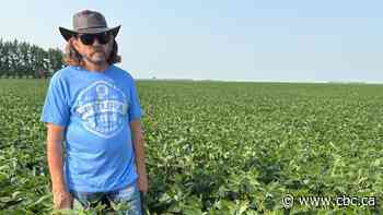 Fungicide spraying up as Manitoba farmers protect crops from wet season