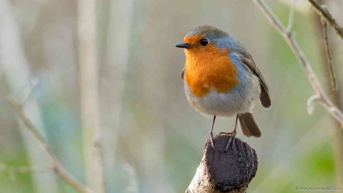 Robins will thrive in summer if gardeners leave 1 common item outside