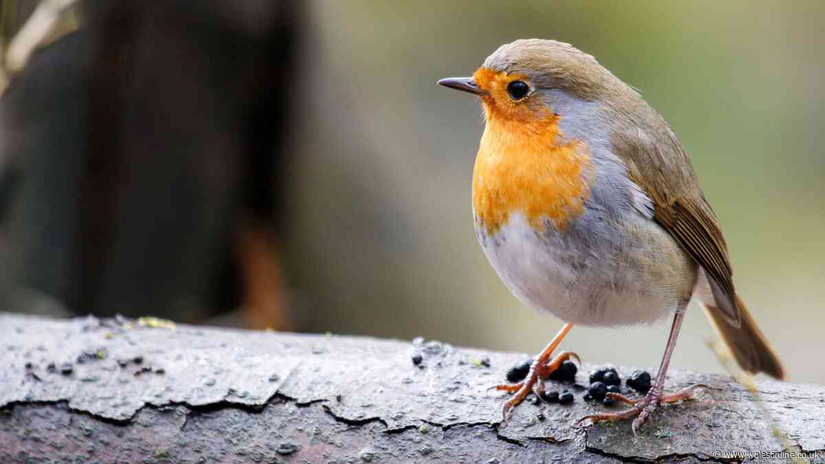 Welsh gardeners urged to leave out 1 item to help robins survive summer