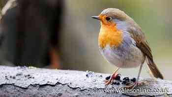 Welsh gardeners urged to leave out 1 item to help robins survive summer