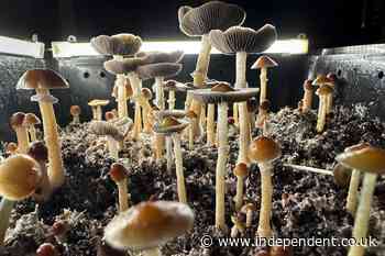Magic mushrooms put most veterans’ PTSD into remission, according to breakthrough study