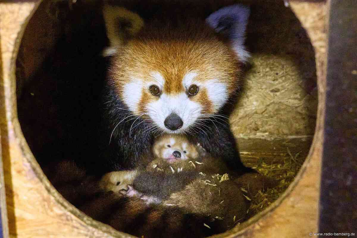 Freude über zwei Rote Pandas in Kleve