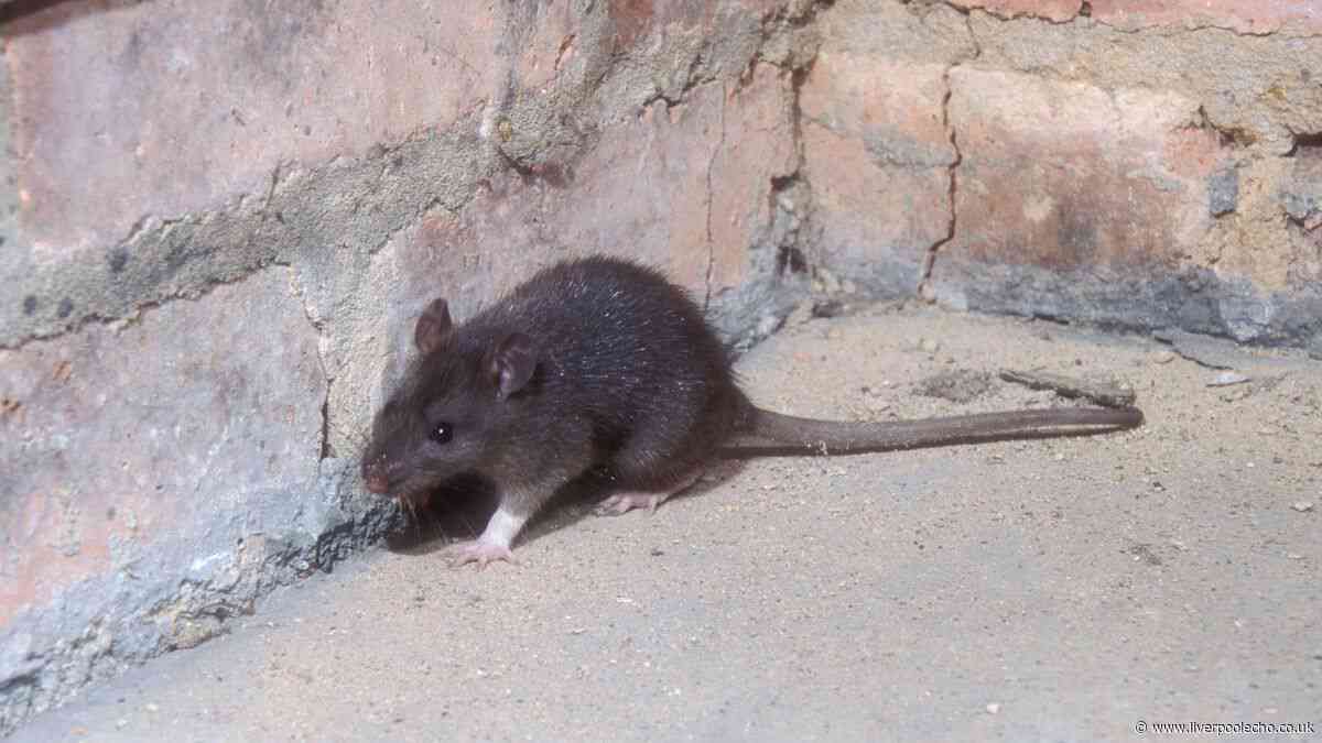Rats will flee from homes if £1 kitchen staple is scattered on the ground