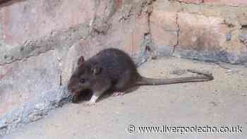 Rats will flee from homes if £1 kitchen staple is scattered on the ground
