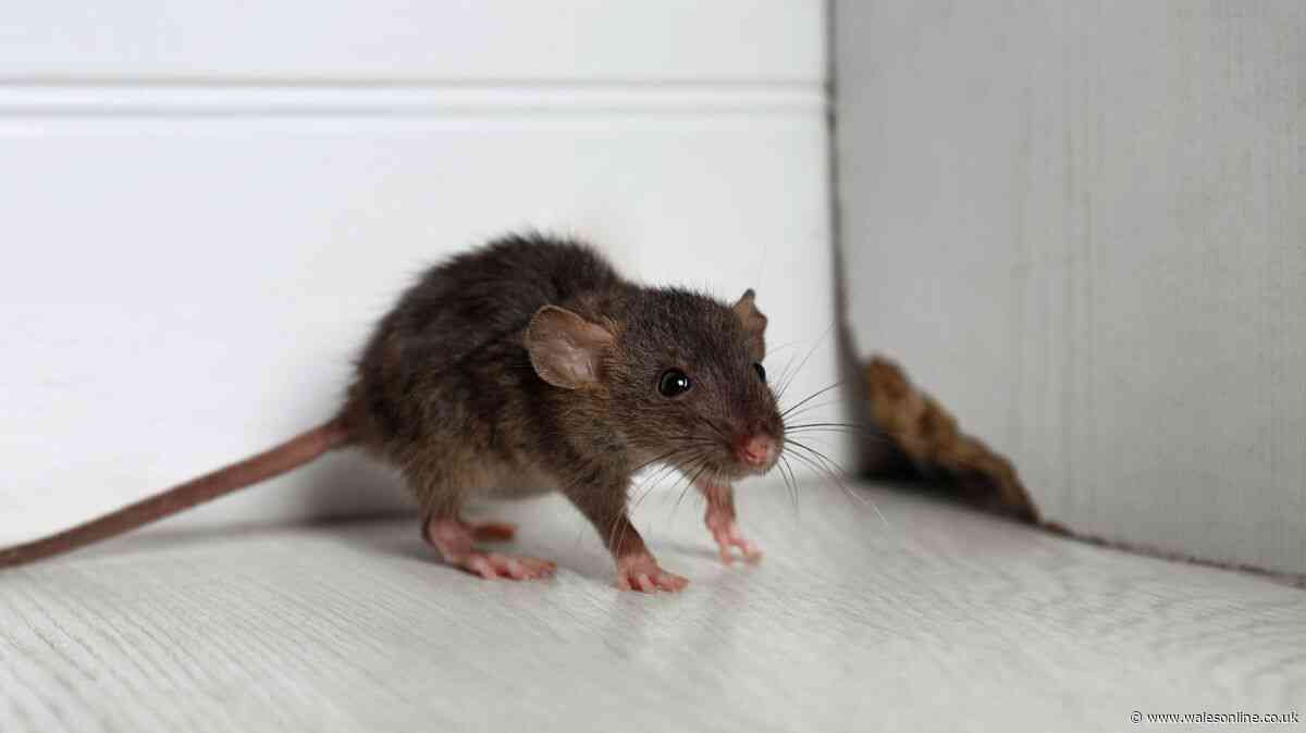 Welsh households urged to leave out £1 kitchen staple to help keep rats away