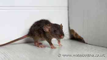 Welsh households urged to leave out £1 kitchen staple to help keep rats away
