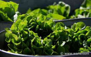 Between prices and a diarrhea-causing parasite, lettuce is causing hard times at some restaurants