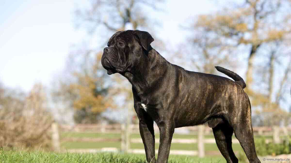 Tierarzt operiert Hund an falscher Schulter – Besitzer ziehen vor Gericht