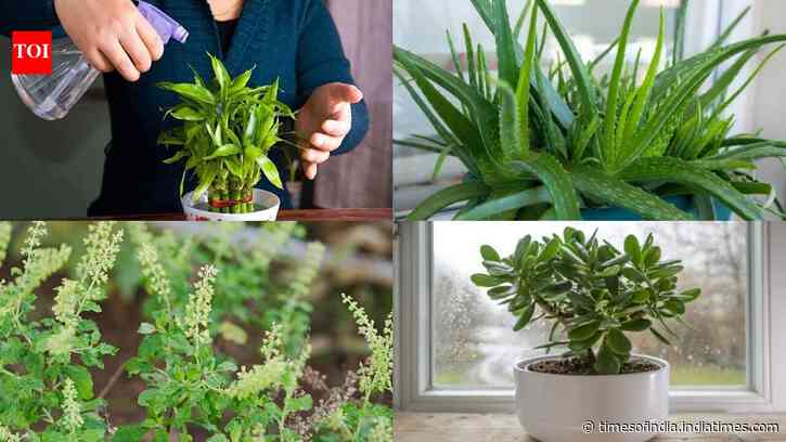 5 plants people grow for luck, that have better practical benefits that many probably haven't heard about