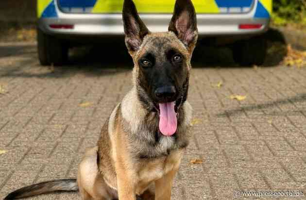 POL-EU: Verstärkung auf vier Pfoten: Diensthündin "Zelda" erweitert das Team der Polizei Euskirchen