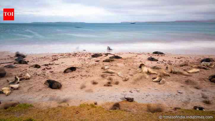 New Zealand is investing $202 million in a mega-operation aimed at restoring three islands destroyed by invasive species