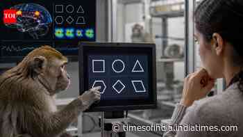 Study finds monkeys recognise shapes in ways surprisingly similar to humans