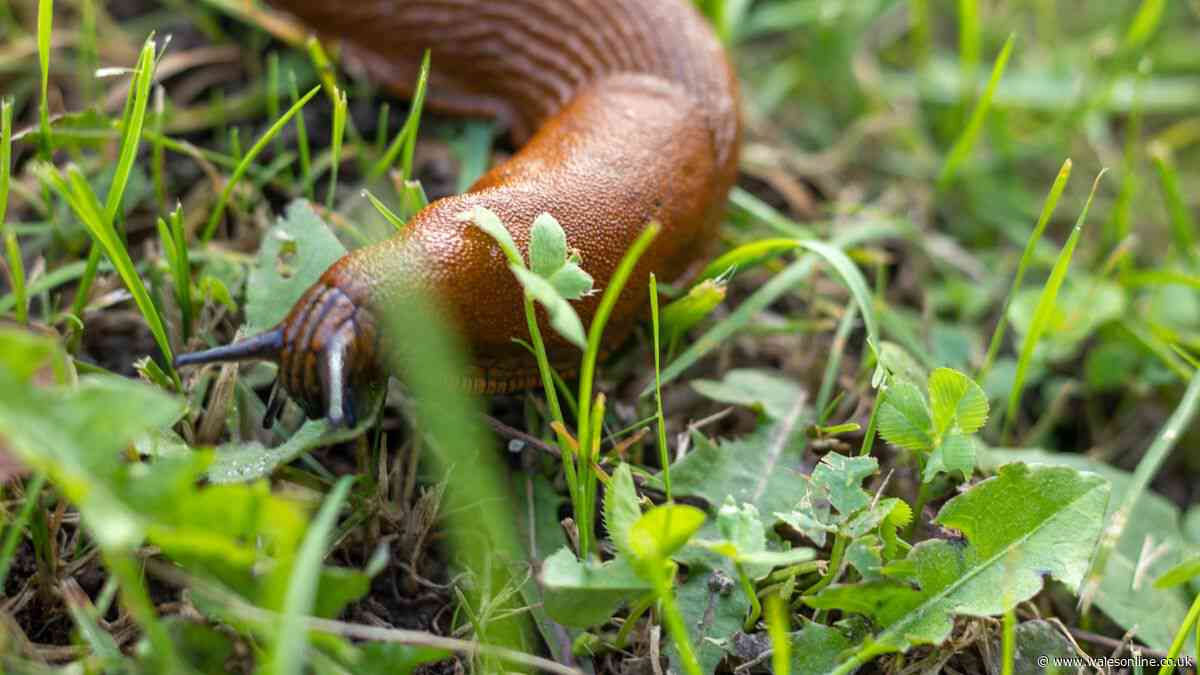 Keep slugs, snails and squirrels out of your garden with small change