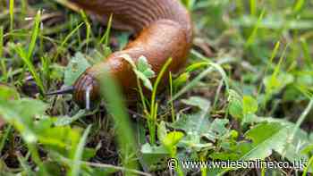 Keep slugs, snails and squirrels out of your garden with small change