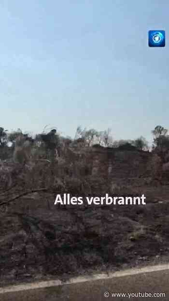 Waldbrände in Spanien und die Folgen #tagesschau  #nachrichten  #spanien  #waldbrand